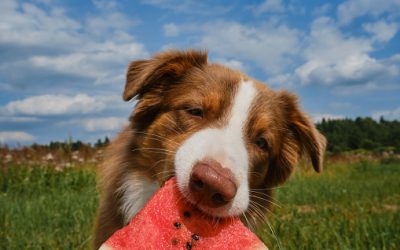 Fruit Frenzy: 5 Delicious Fruits That Are Healthy for Your Dog
