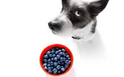 The Benefits of Feeding Blueberries to Your Canine Companion