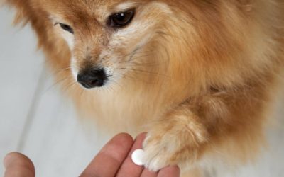 6 Benefits of Natural Supplements for Your Dog's Health and Wellness