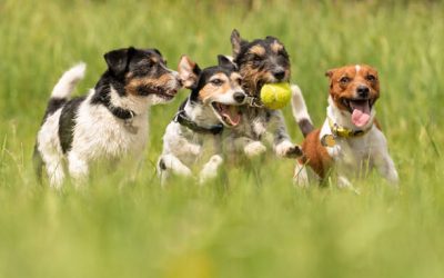 6 Ways Dog Daycare Enhances Your Furry Friend's Physical and Mental Health