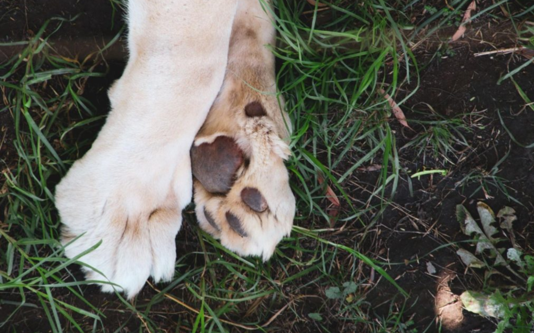The 5 Best Ways to Treat and Prevent Burnt Paws