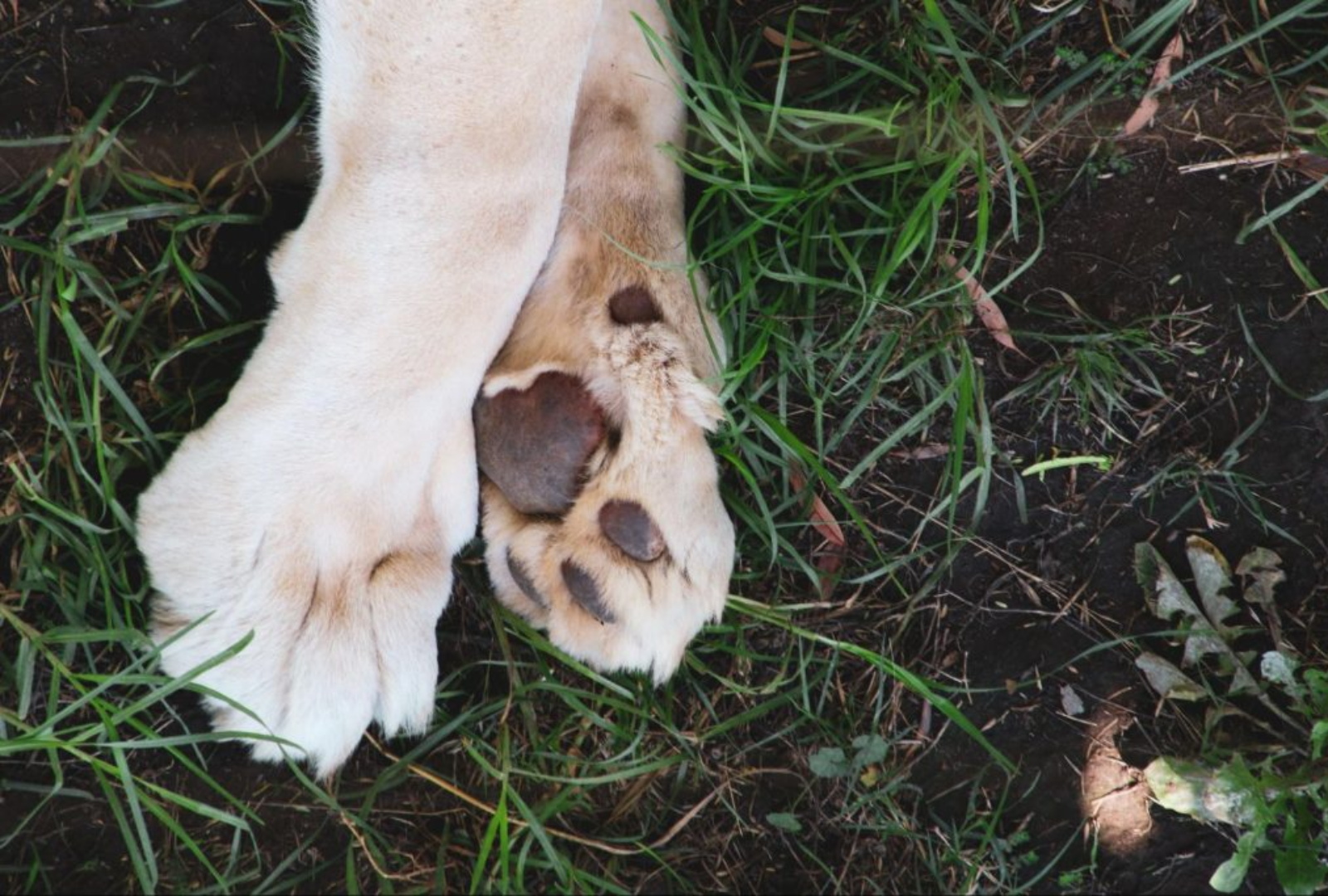 The 5 Best Ways to Treat and Prevent Burnt Paws