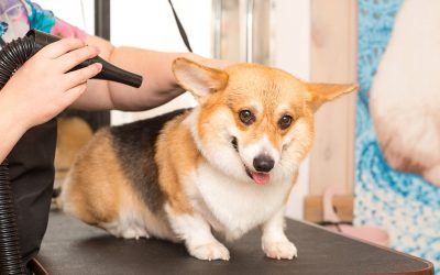 7 Essential Benefits of Regular Dog Grooming for Your Pet's Health and Happiness