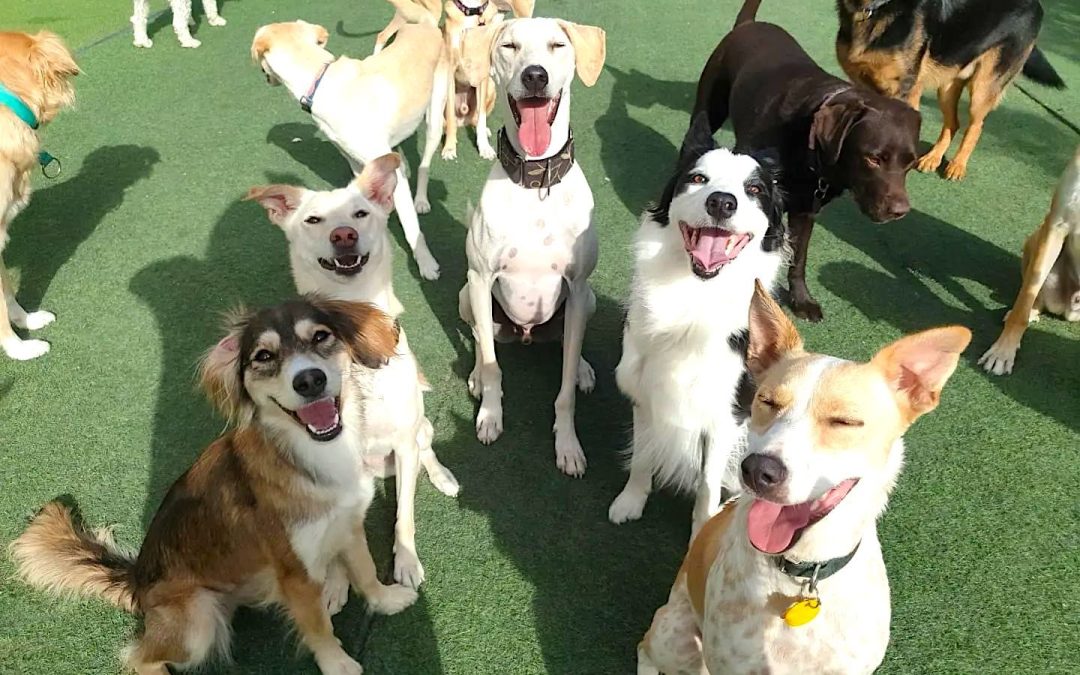 How Dog Daycare Boosts Canine Confidence