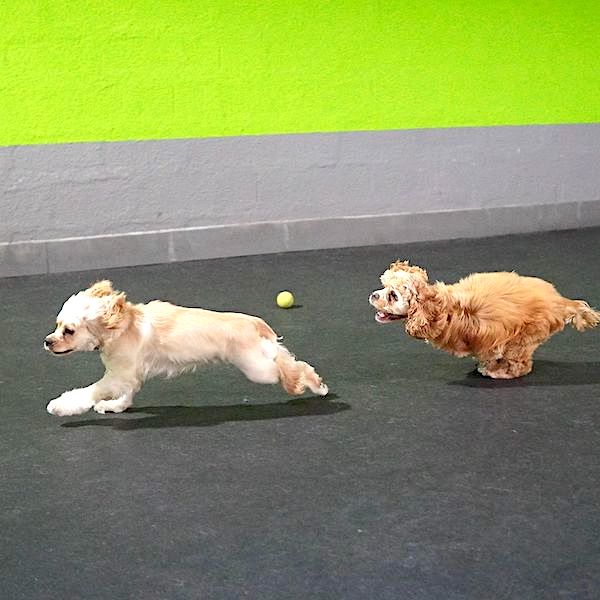 How Dog Daycare Boosts Canine Confidence 4 A day at dog daycare is a blend of physical and mental gymnastics.