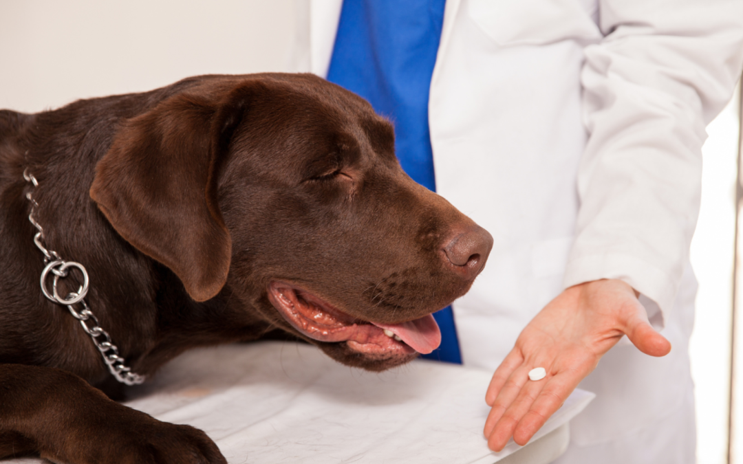 The Importance of Regular Deworming in Dogs