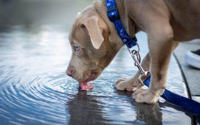 7 Creative Ways to Boost Your Dog's Water Consumption