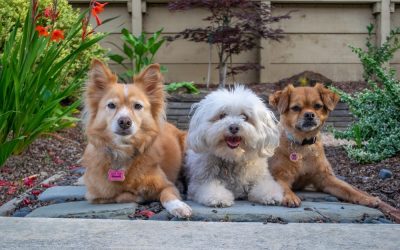 Three cute dogs laying outdoors