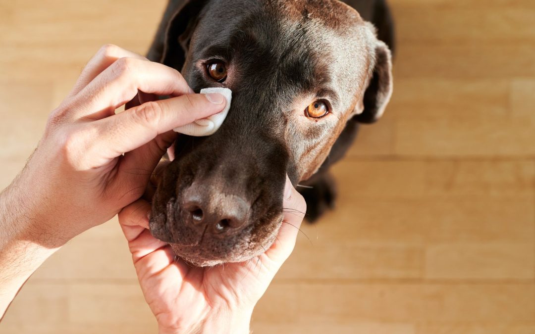 Best Practices for Preventing Eye Infections in Dogs