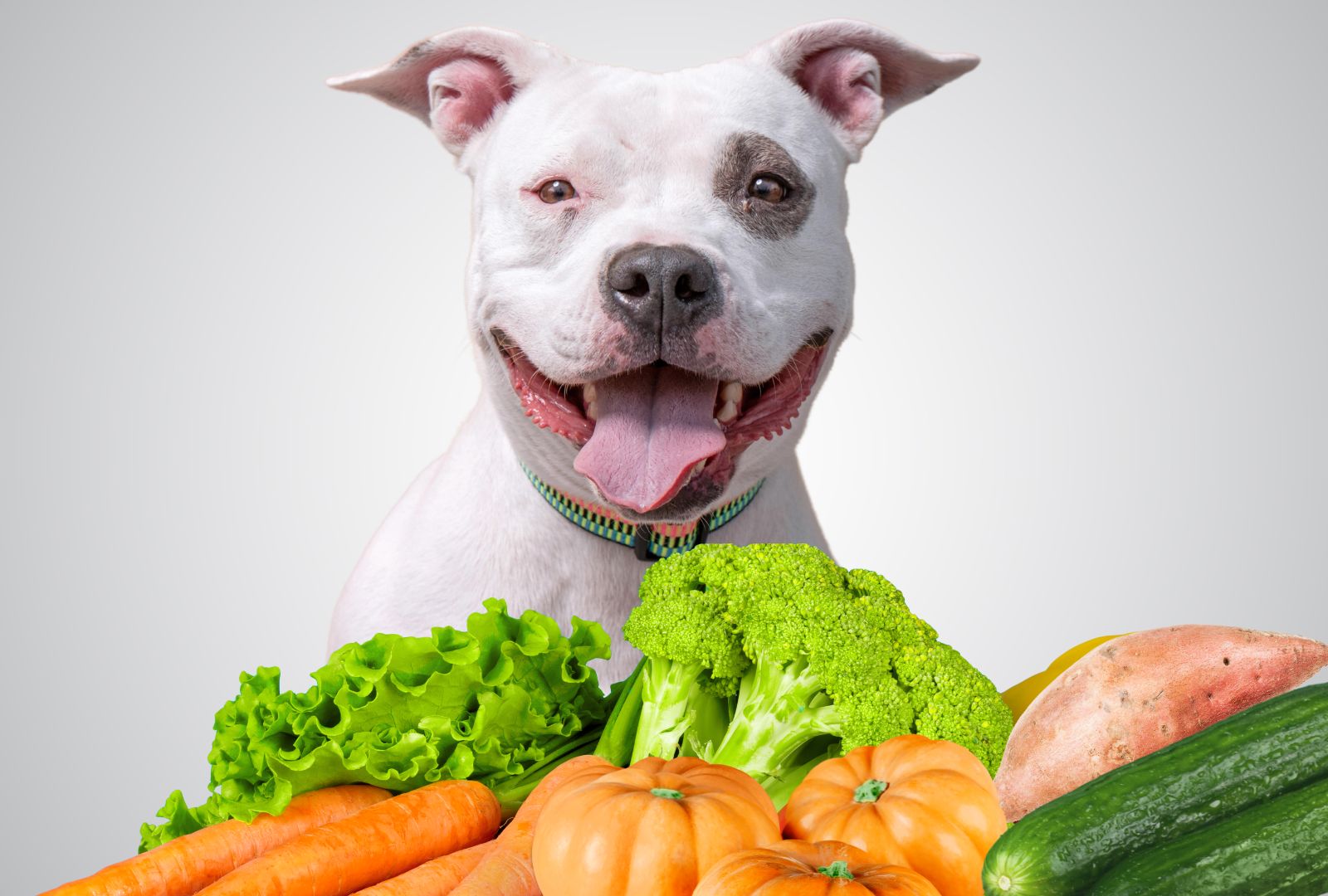 5 Best Vegetables for Dogs: Vet-Approved Options