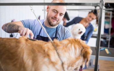 Tailored Grooming: Meeting the Needs of Each Breed