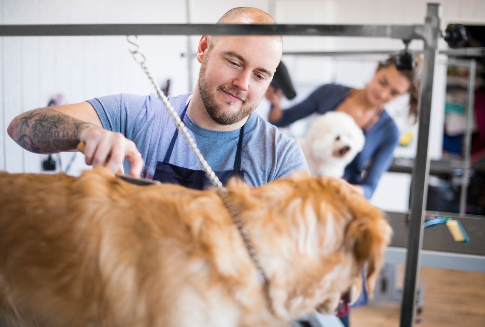 Tailored Grooming: Meeting the Needs of Each Breed