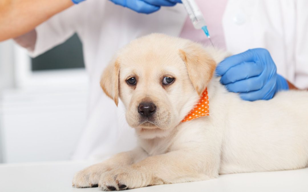 Understanding the Importance of Updated Dog Vaccinations
