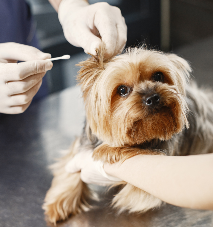 Why Regular Dog Ear Cleaning is Essential for Your Pet's Health 1 for blog post 1 1
