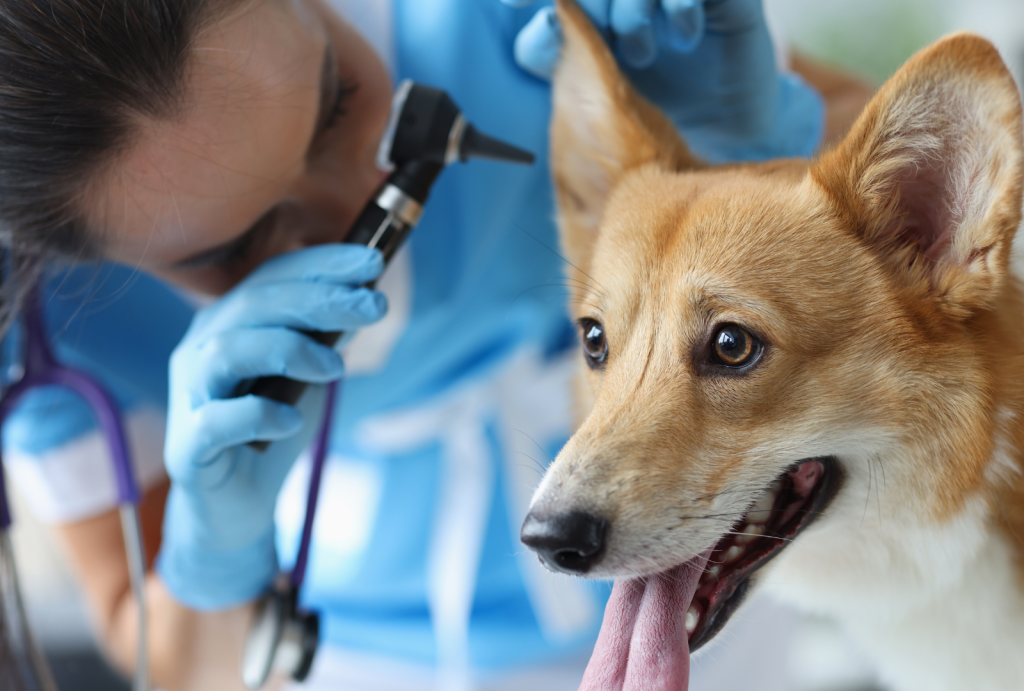 Why Regular Dog Ear Cleaning is Essential for Your Pet's Health 7 for blog post 2 1