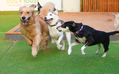 The Top 5 Advantages of Dog Boarding with Dog House Dubai