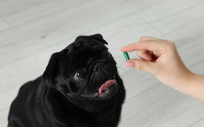 The Health Benefits of Probiotics for Dogs