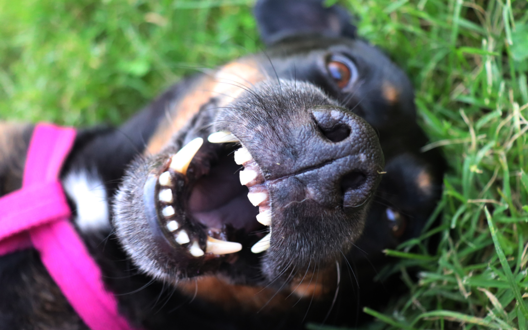 How Regular Dog Teeth Brushing Helps Prevent Dental Problems