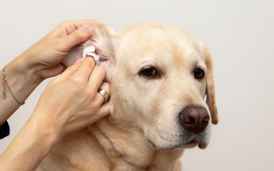 Dog ear cleaning