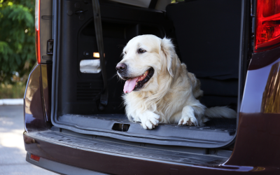 white dog waiting on the car