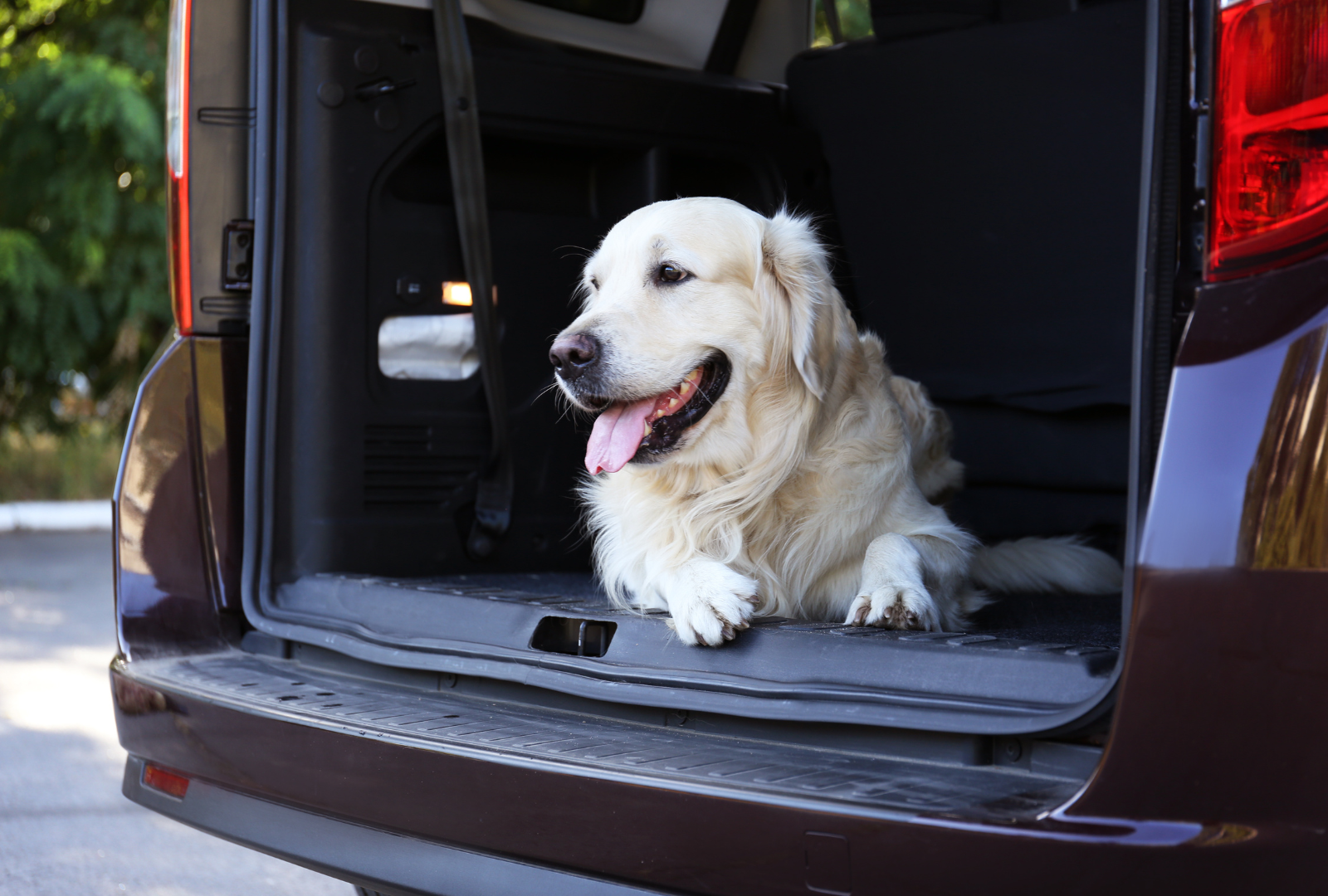 white dog waiting on the car