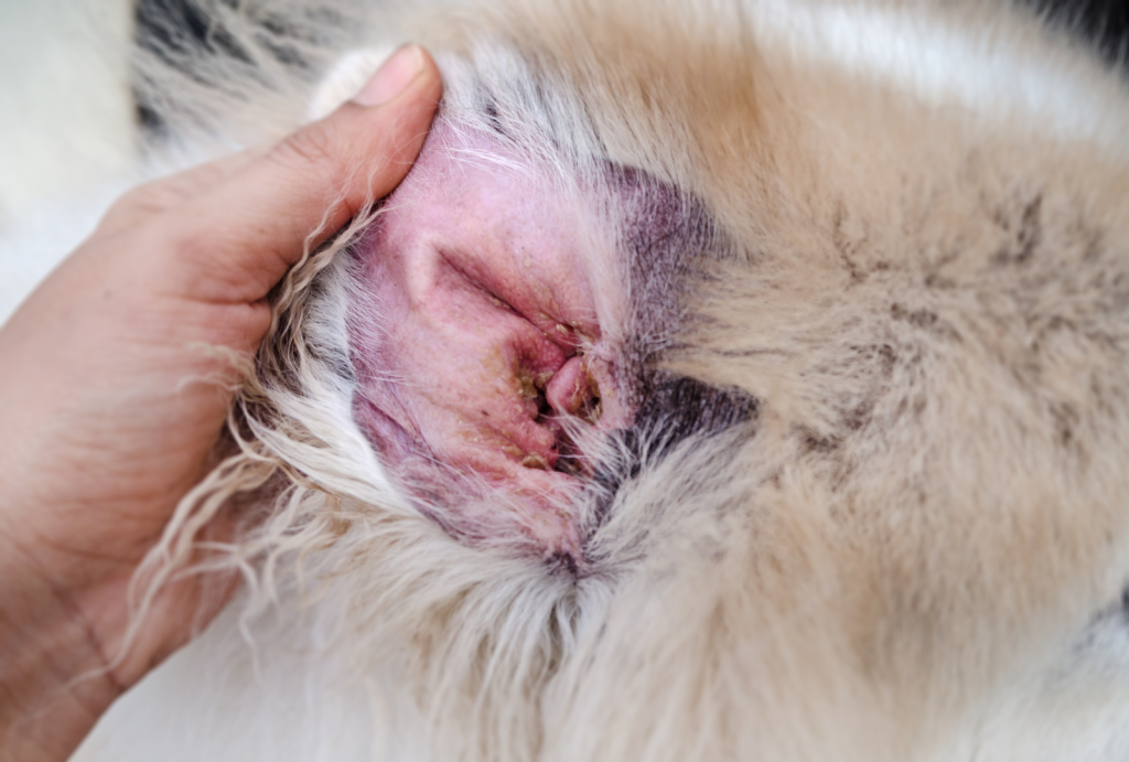 Why Regular Dog Ear Cleaning is Essential for Your Pet's Health 3 for blog post 4 1