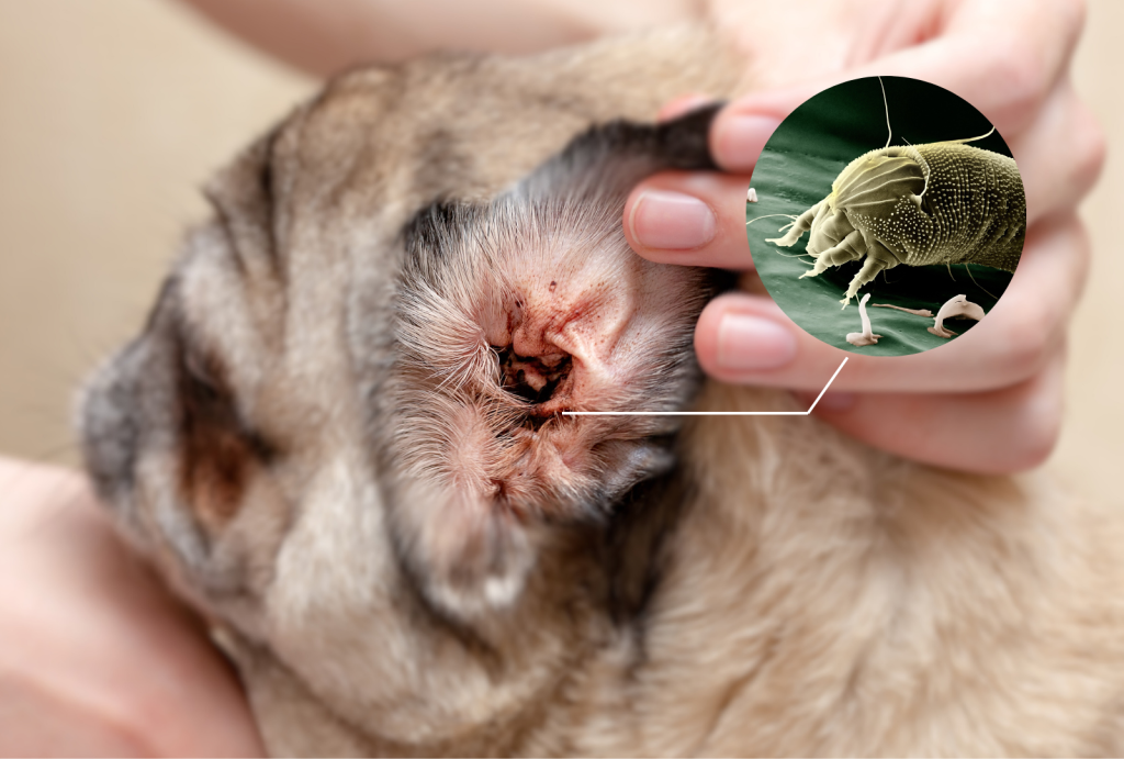 Why Regular Dog Ear Cleaning is Essential for Your Pet's Health 4 for blog post 5 1