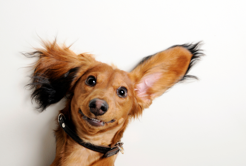 Why Regular Dog Ear Cleaning is Essential for Your Pet's Health 5 for blog post 7