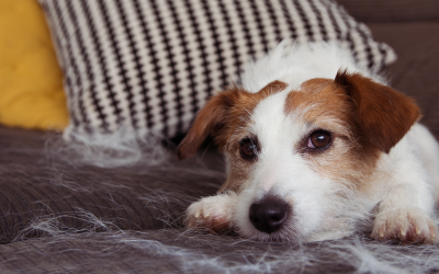 Summer Shedding: Managing Your Dog's Coat During Warmer Months