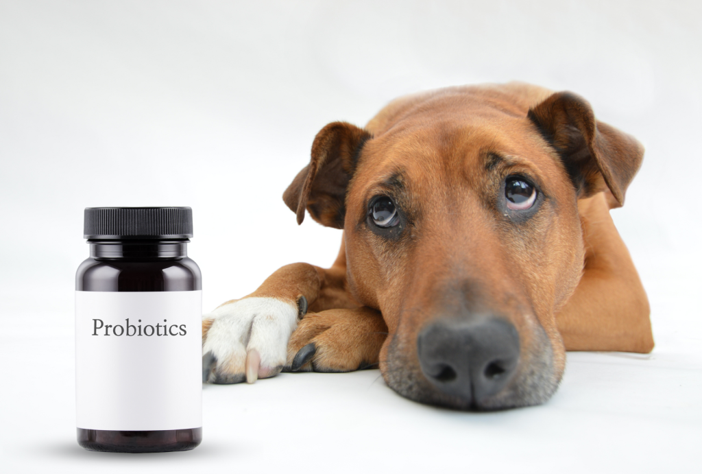 Probiotics for Dogs: 5 Ways Probiotics Improve Dog Health 1 for blog post 15 1