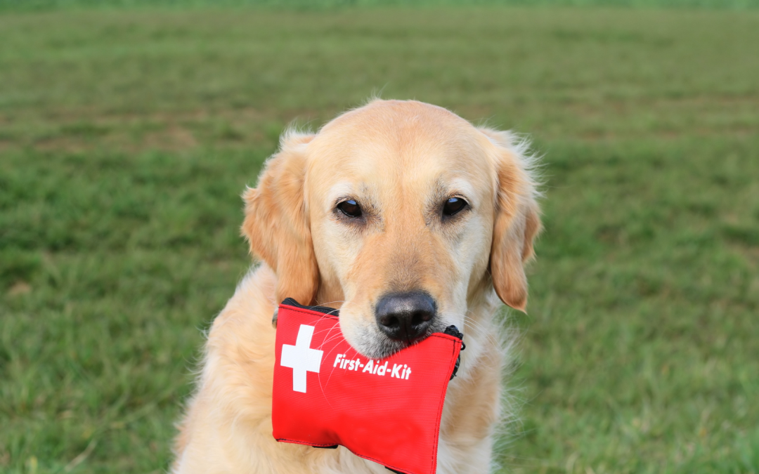 Emergency Preparedness for Dog Owners: A Must-Read Guide
