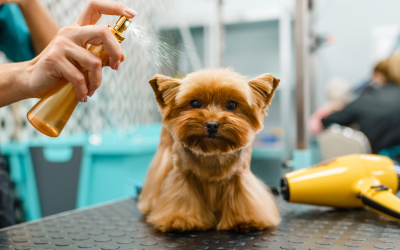 A Guide to Choosing Dog Perfume