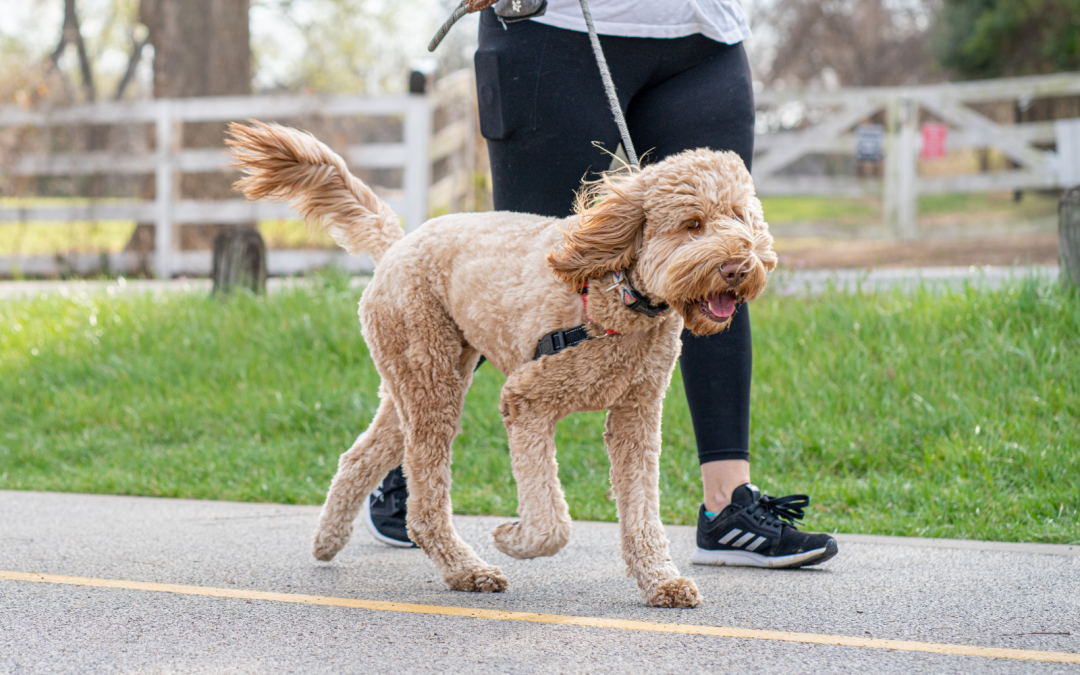 From Hyper to Harmonious: How Exercise Improves Dog Behavior
