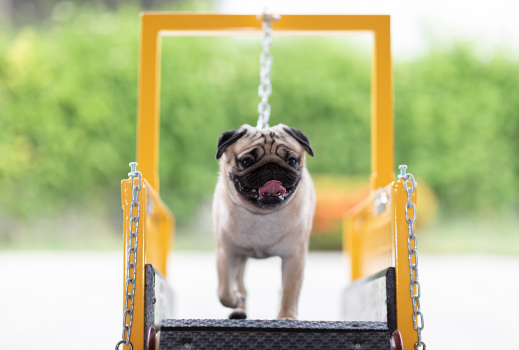 From Hyper to Harmonious: How Exercise Improves Dog Behavior 1 for blog post 5 1