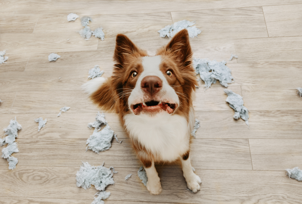 From Hyper to Harmonious: How Exercise Improves Dog Behavior 5 for blog post 8