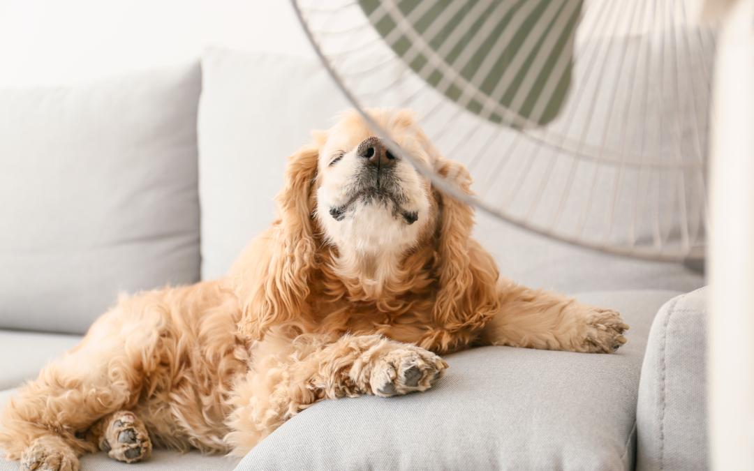 7 Ways to Keep Your Dog Cool and Comfortable in Dubai’s Heat