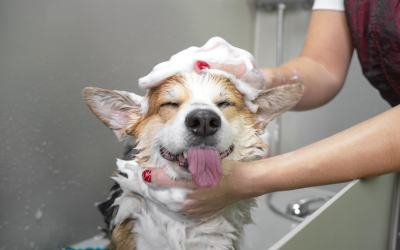 5 Summer Dog Grooming Tips to Prevent Overheating
