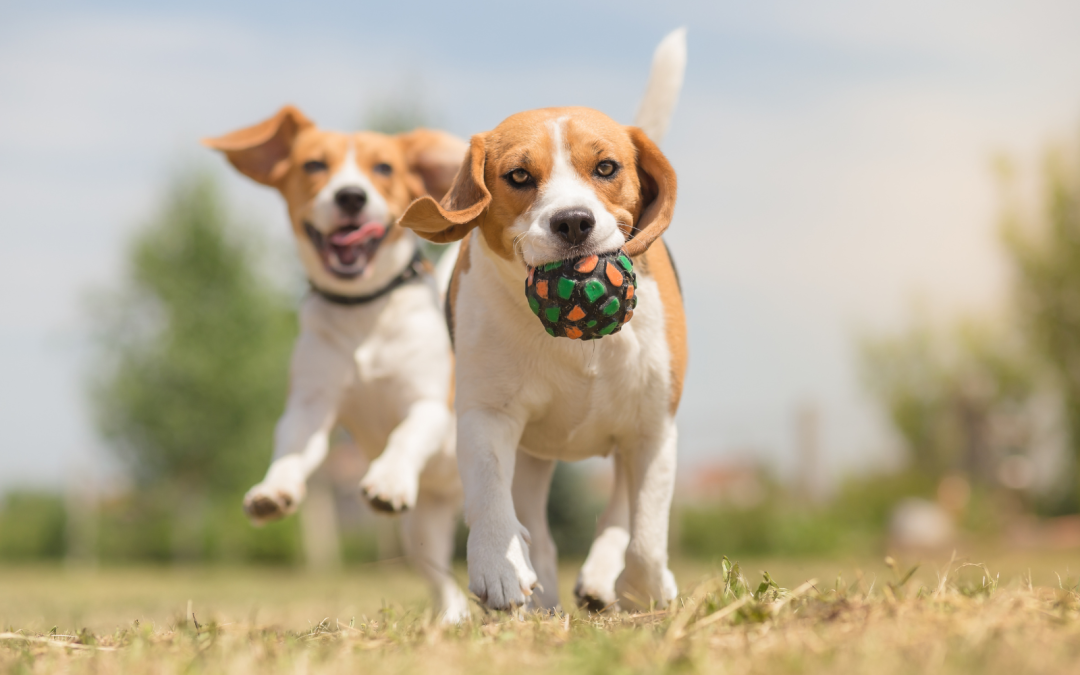 Physical Activity for Dogs: How Much is Needed for Good Health?