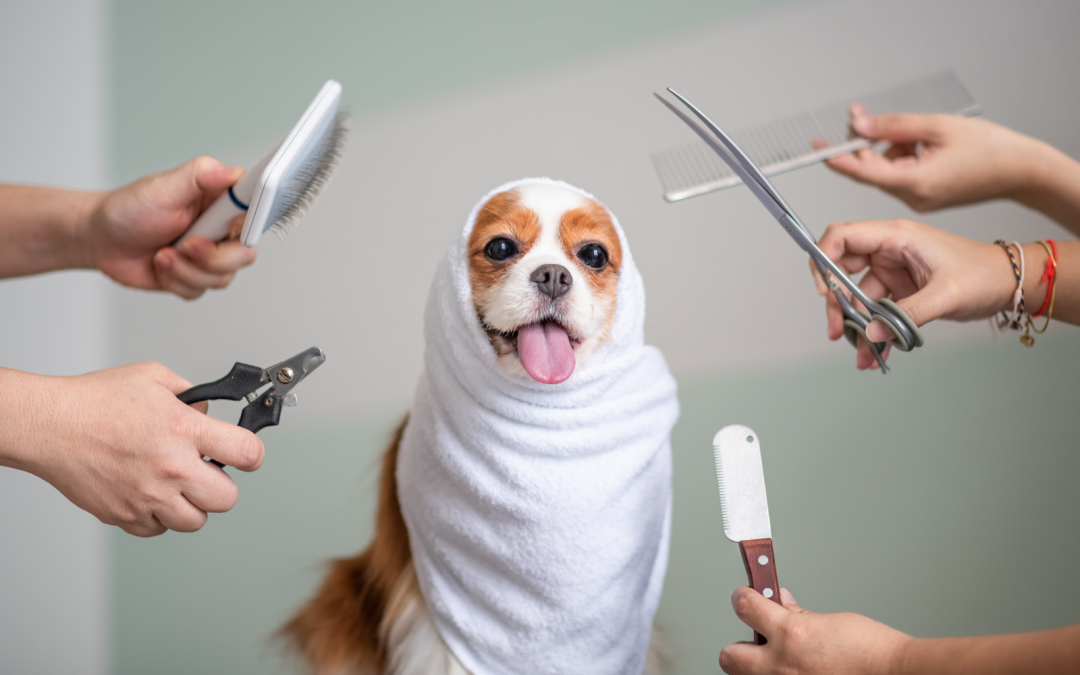 8 Common Dog Grooming Myths Debunked