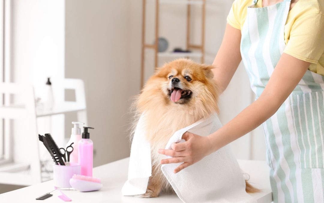 The Benefits of Professional Dog Grooming Services