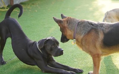Decode Your Dog: Understanding Dog Body Language
