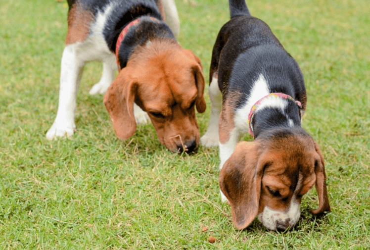The Great Sniff: Why Dogs Smell Everything