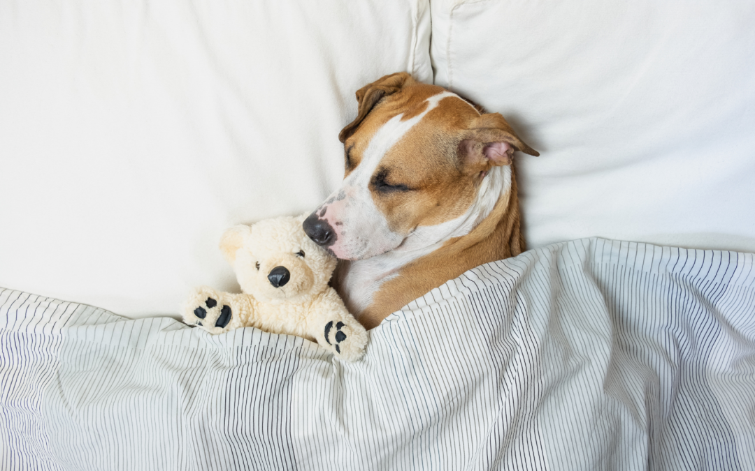 Can Dogs Dream? Unveiling the Mysteries of Canine Sleep