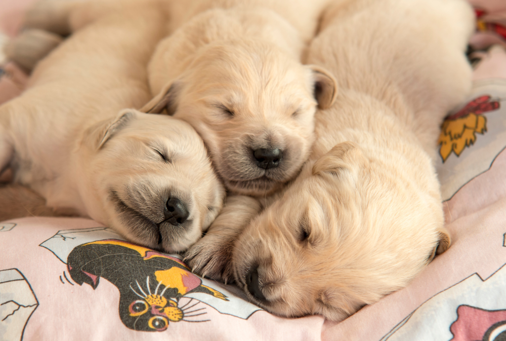 Puppy Love: The Critical Stages of Puppy Development 2 5