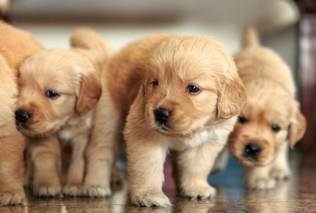 Puppy Love: The Critical Stages of Puppy Development 3 6