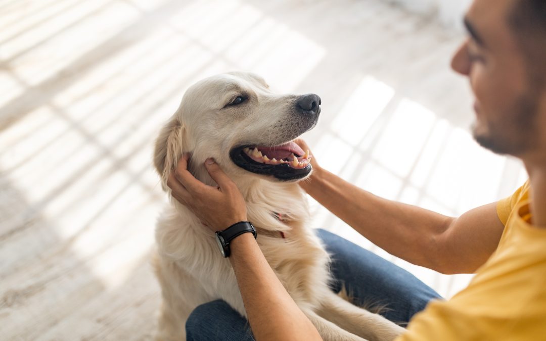 How Your Dog’s Favorite Person Is Chosen: Understanding the Connection