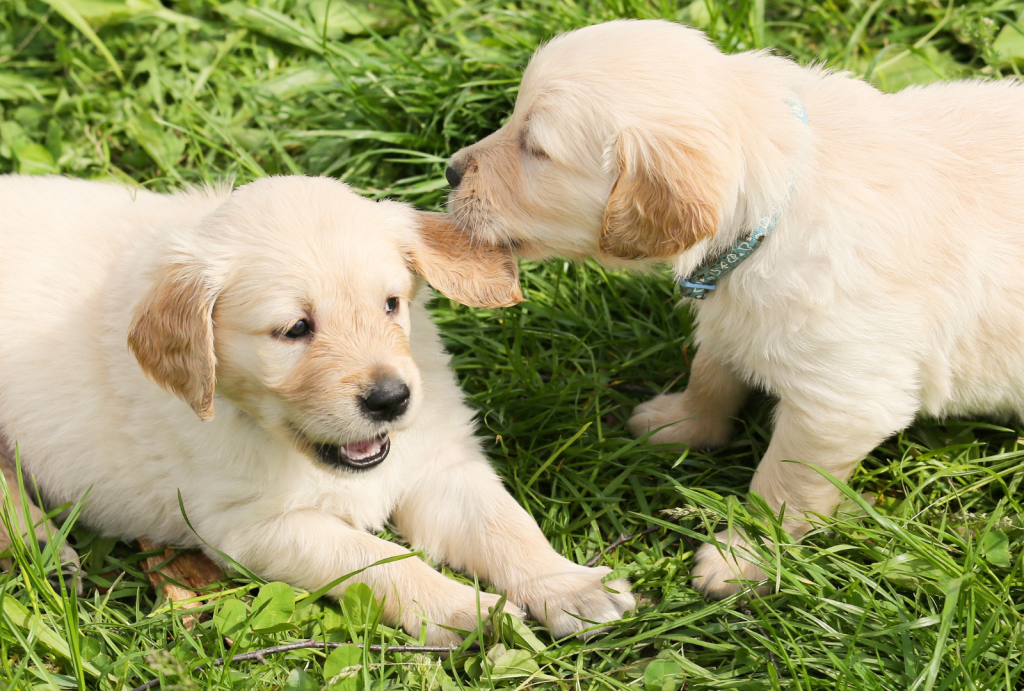 Puppy Love: The Critical Stages of Puppy Development 1 for blog post 1 1