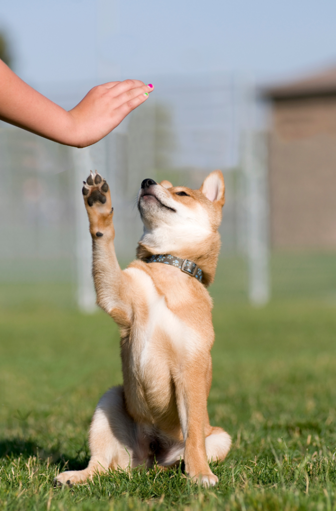 The Art of Dog Training: Positive Reinforcement Techniques 1 for blog post 1 2