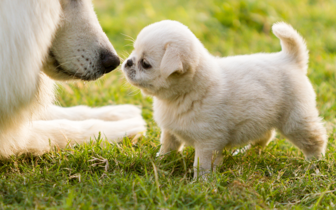 Puppy Love: The Critical Stages of Puppy Development