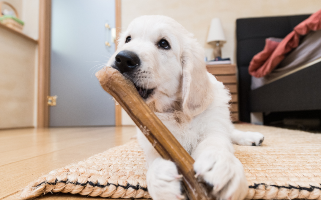 Barking Up the Right Tree: The Benefits of Chewing for Dogs